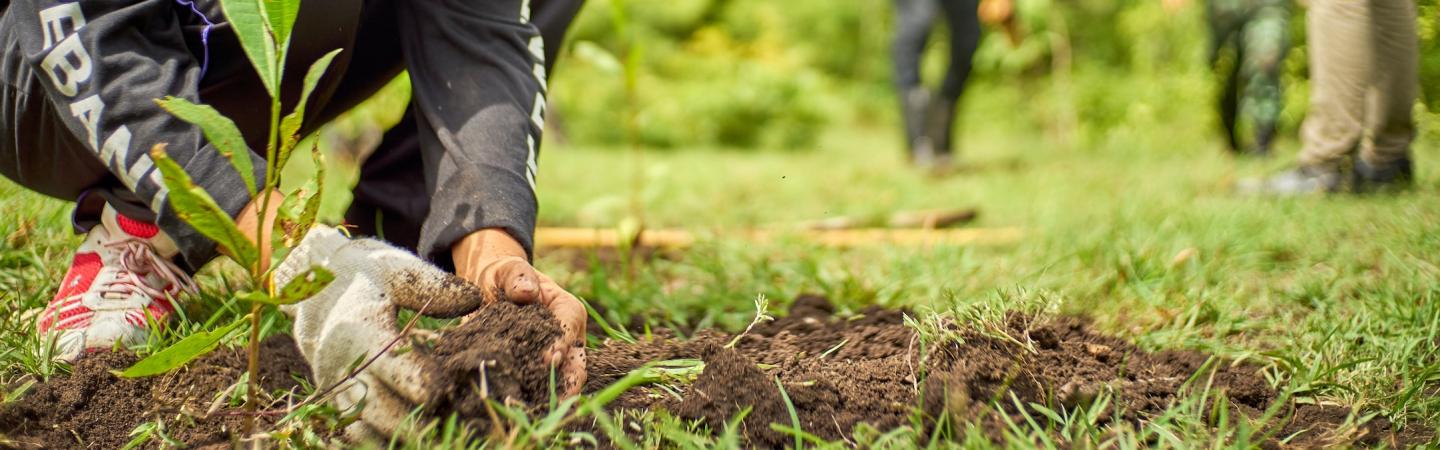 planting trees