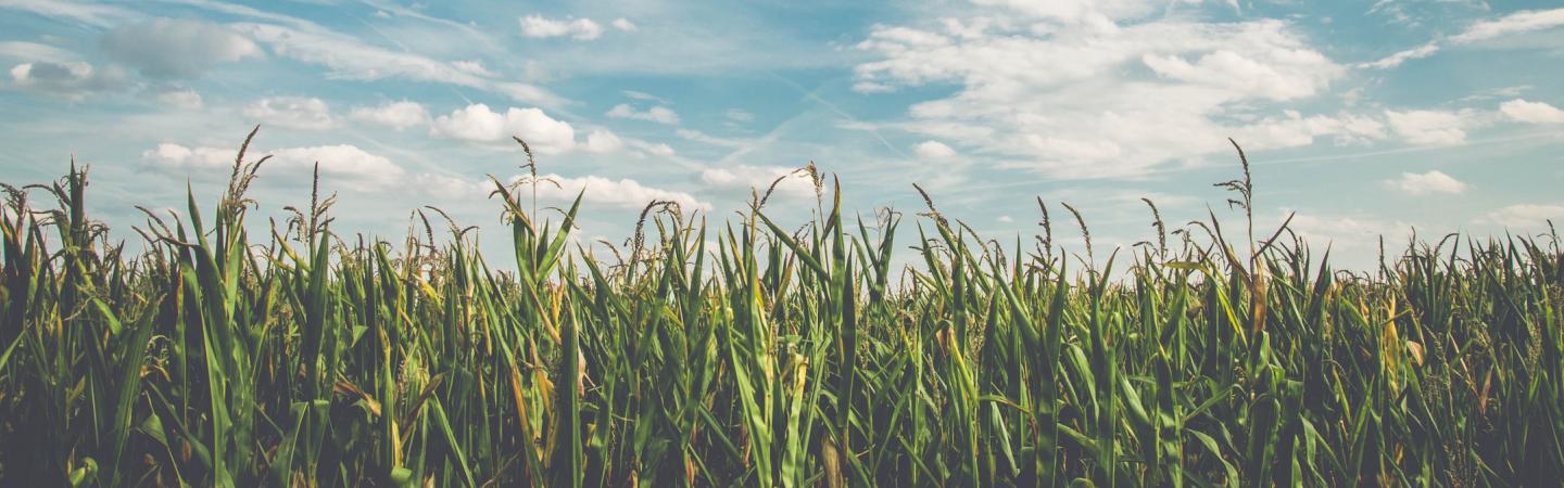 cornfield