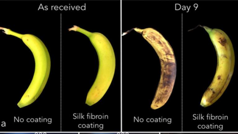 Visual "before" and "after" comparisons of two bananas after nine days. One received a silk coating and remains yellow while the other didn't