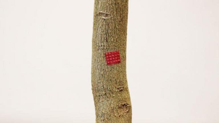 A bright red drug patch stuck to the bark of a young tree