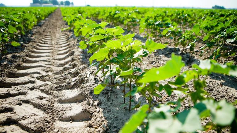 A row of green leafy plants on a farm next to tire tracks