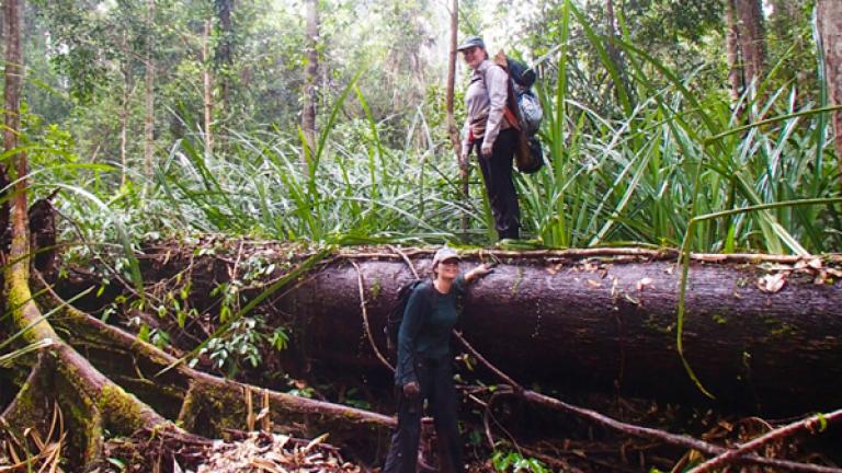 Two MIT students stand by a fallen tree in a dense green peatland forest