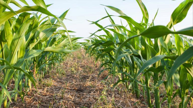 A ground-level image in between two rows of young corn stalks