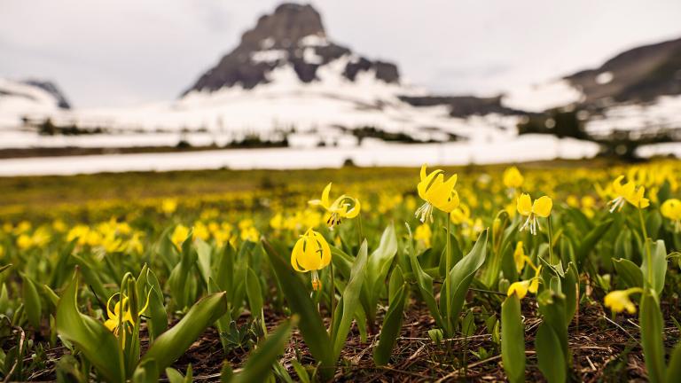 A meadow below Clements Mountain is replete with bright glacier lilies on Logan Pass in Glacier National Park on June 19, 2021