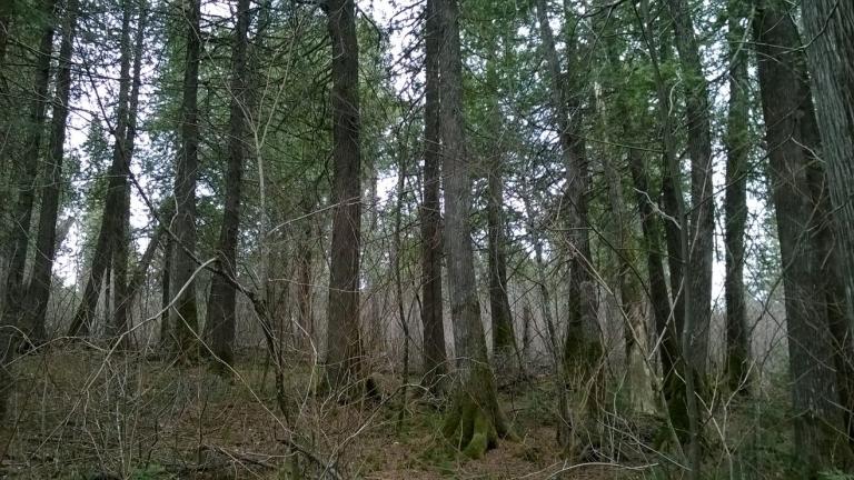 A stand of cedar trees near Jackson Lake in Cook County, Minnesota