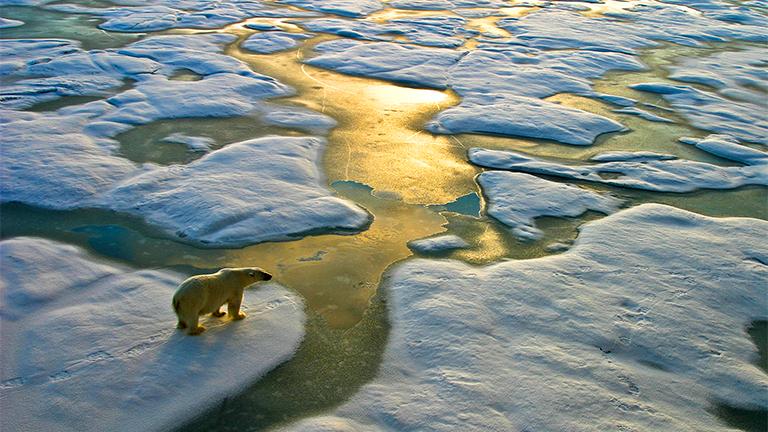 Polar Bear on ice sheets