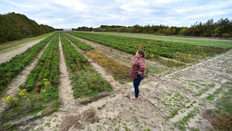 Farmer stands on edge of farm