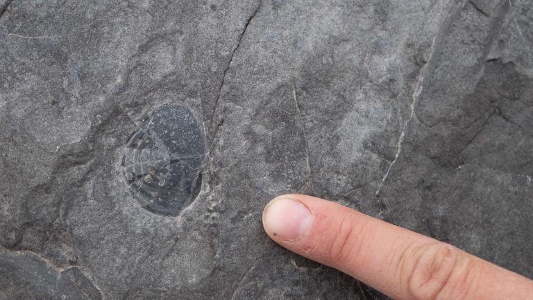 A small trilobite fossil from the Ordovician strata in Svalbard, Norway