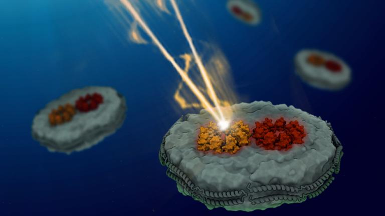 For the first time, MIT chemists have measured the energy transfer between photosynthetic light-harvesting proteins, allowing them to discover that the disorganized arrangement of light-harvesting proteins boosts the efficiency of the energy transduction.