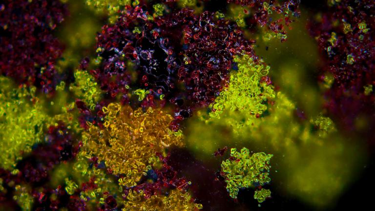 Pictured are rare earth oxides of neodymium, praseodymium, and dysprosium – all critical components for magnets – that have been processed with sulfidation technology.  The violet regions are neodymium-rich sulfide, the green regions are praseodymium oxysulfide, and the orange regions are dysprosium rich sulfides and oxysulfides.