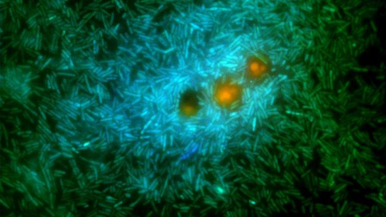 A glimpse into the microscale world in the ocean: marine bacteria (green and cyan) feed on nutrients exuding from a genetically modified phytoplankton (orange). These bacteria release a substance called DMS that contributes to cloud formation.