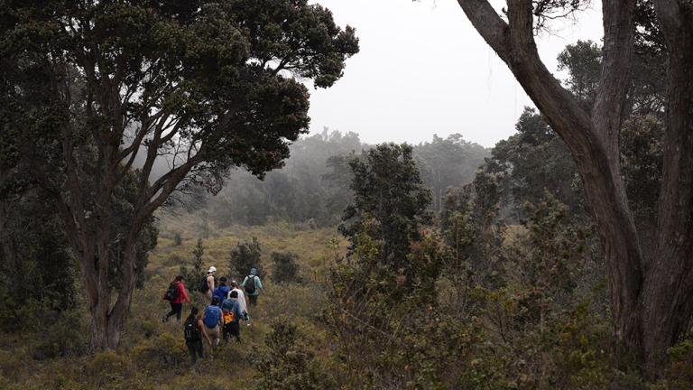 Students hike up Mauna Loa Forest to observe climate change’s impact on native Hawaiian plants.