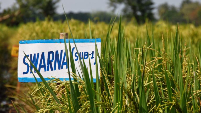 Rice field