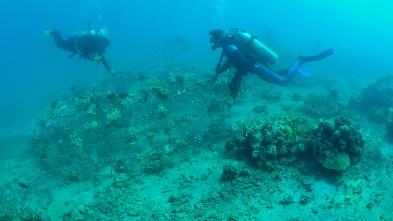 Exploring reefs underwater 