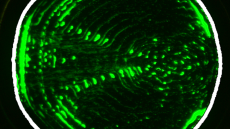 Patterns of suspended 1-micrometer polystyrene particles in channel shapes are given by a new AI platform (interior boundary highlighted in white). An applied surface acoustic wave propagates from left to right. 