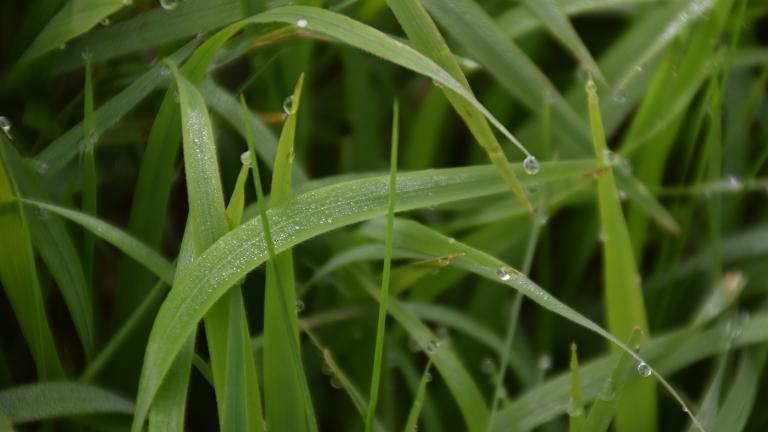 Researchers are using the lab-friendly grass Brachypodium—a good analog for classic cereal grains—to understand how intermittent drought affects plants at a molecular level. Image: Wikimedia Commons