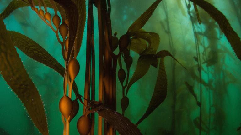 A kelp forest