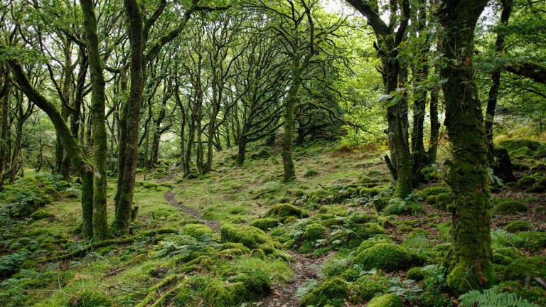 Lush green leafed trees in forest