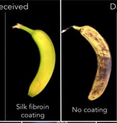 Visual "before" and "after" comparisons of two bananas after nine days. One received a silk coating and remains yellow while the other didn't