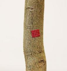 A bright red drug patch stuck to the bark of a young tree