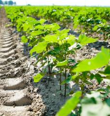 A row of green leafy plants on a farm next to tire tracks