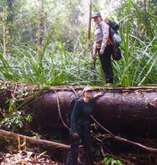 Two MIT students stand by a fallen tree in a dense green peatland forest