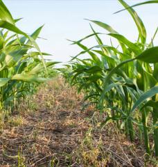 A ground-level image in between two rows of young corn stalks