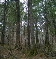 A stand of cedar trees near Jackson Lake in Cook County, Minnesota