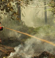 Wildfires in Southeast Asia significantly affect the moods of people in many neighboring countries, with people becoming more upset if fires originate outside their own country, according to a new study analyzing social media activity. Pictured is a 2019 forest fire in Central Kalimantan.