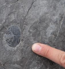 A small trilobite fossil from the Ordovician strata in Svalbard, Norway