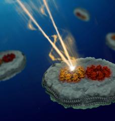 For the first time, MIT chemists have measured the energy transfer between photosynthetic light-harvesting proteins, allowing them to discover that the disorganized arrangement of light-harvesting proteins boosts the efficiency of the energy transduction.