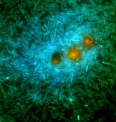 A glimpse into the microscale world in the ocean: marine bacteria (green and cyan) feed on nutrients exuding from a genetically modified phytoplankton (orange). These bacteria release a substance called DMS that contributes to cloud formation.