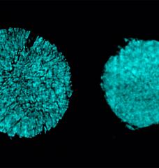 X-ray tomography images taken at Brookhaven National Lab show cracking of a particle in one electrode of a battery cell that used a conventional electrolyte (as seen on the left). The researchers found that using a novel electrolyte prevented most of this cracking (right).