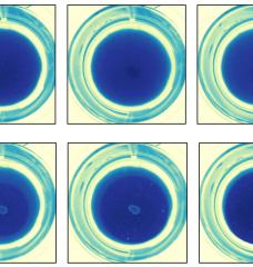 These images show a fast-propagating clear-zone; each image is taken eight hours apart.