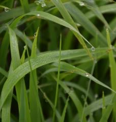 Researchers are using the lab-friendly grass Brachypodium—a good analog for classic cereal grains—to understand how intermittent drought affects plants at a molecular level. Image: Wikimedia Commons