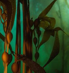 A kelp forest