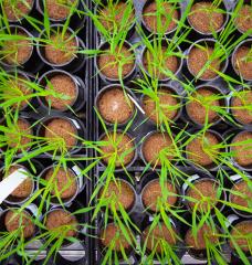 The Des Marais Lab at MIT uses the model grass species Brachypodium distachyon to understand plant-environment interaction. Here, replicate plants are receiving two different levels of soil water availability to study genetic differences in response to drying. 