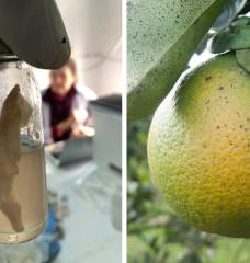 Left: A water sample undergoing testing using the J-WAFS-funded water quality test kit soon to be deployed throughout Nepal. Right: Citrus trees infected with citrus greening disease are highly contagious and can wipe out whole orange groves. A J-WAFS-funded sensor could help farmers detect the disease much earlier. 