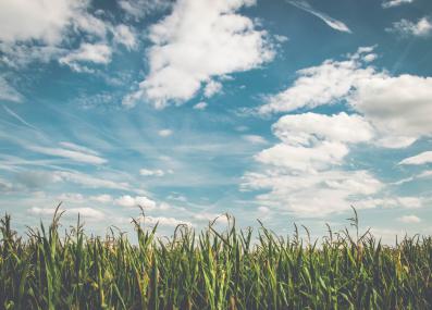 cornfield