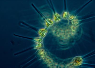 Phytoplankton under a microscope